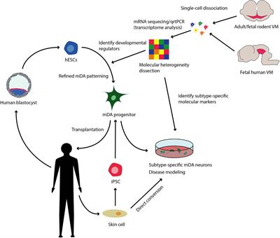 Toward Generating Subtype-Specific Mesencephalic Dopaminergic Neurons in vitro